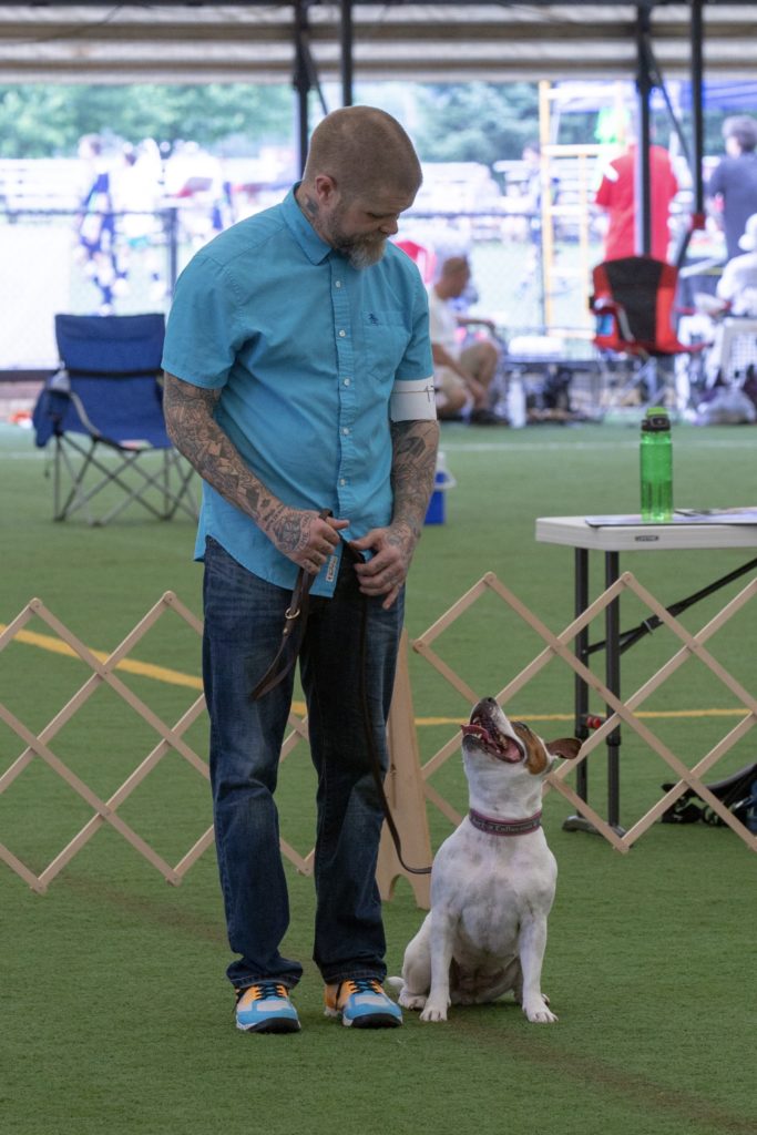 Obedience Staffordshire Bull Terrier Club of America